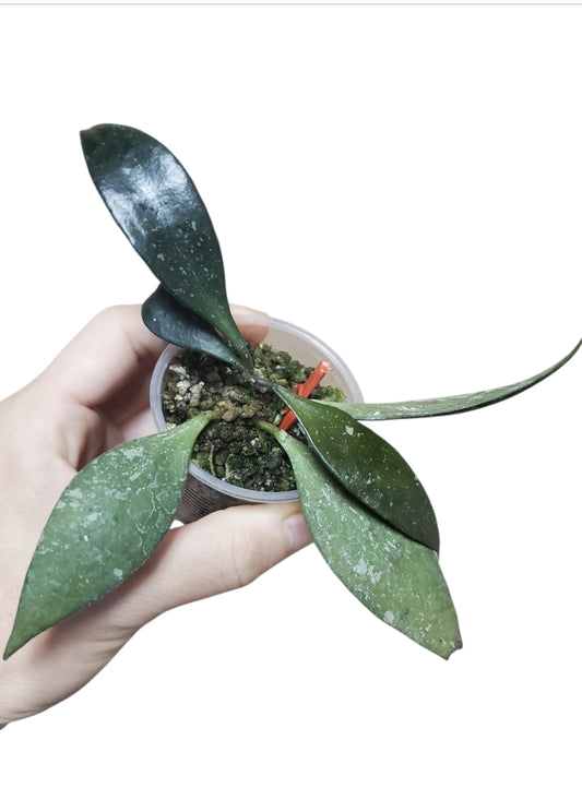 H. revoluta splash
