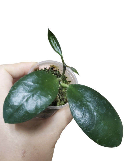H. benchai
