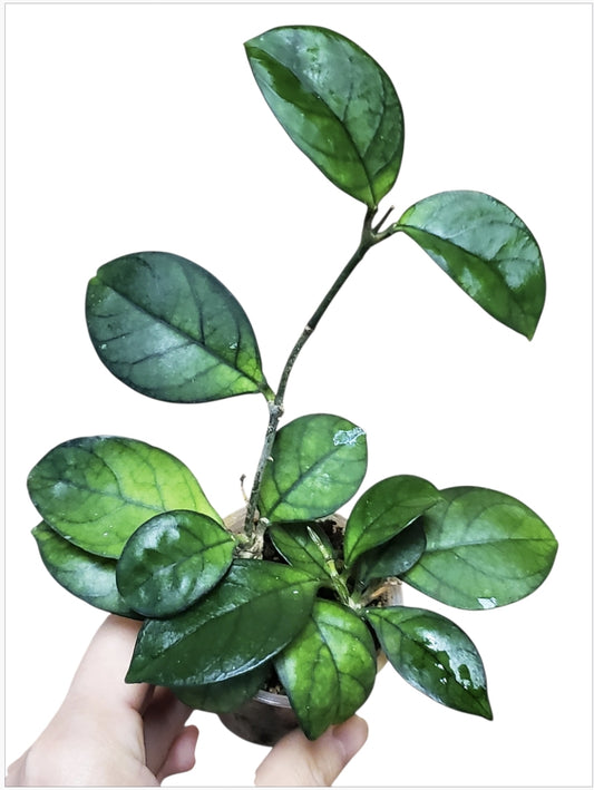 H. crassipetiolata round leaves