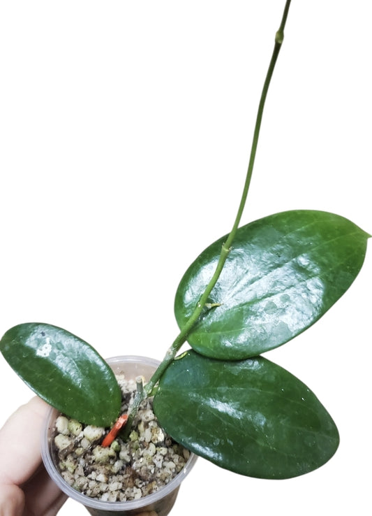 H. aldrichii