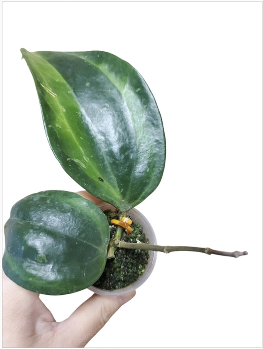 H. macrophylla baibua