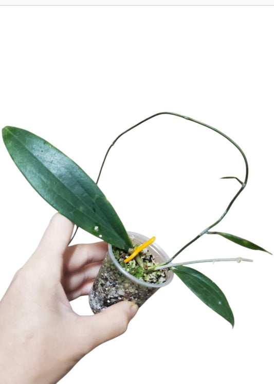 H. sp. Bulusan