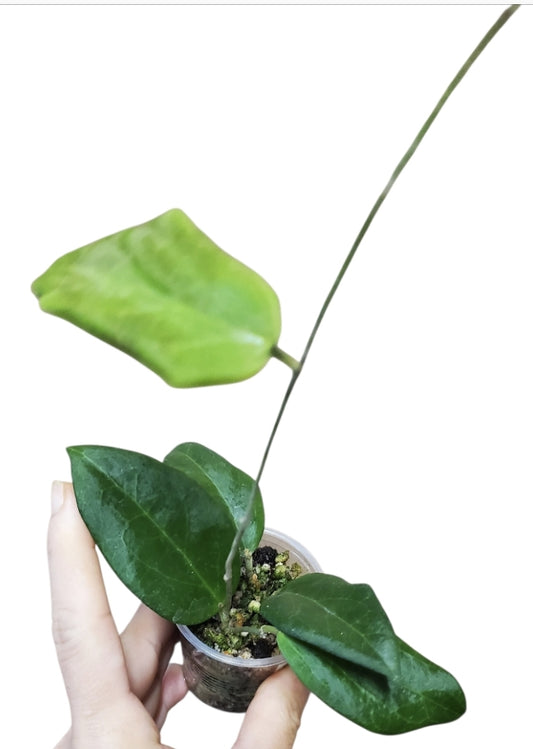 H. cutis porcelana