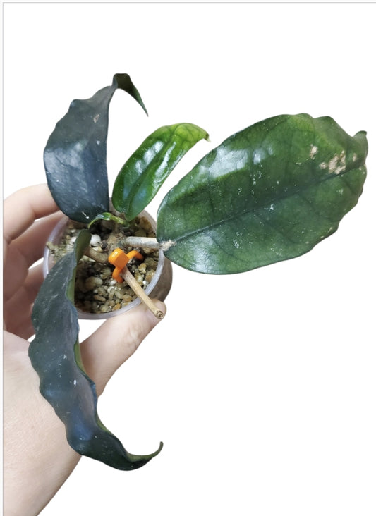 H. sp. Laichau wavy edge leaves
