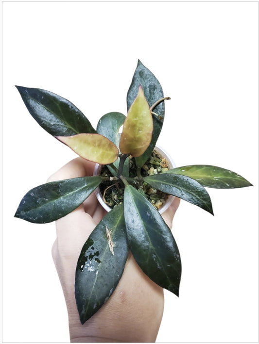 H. lacunosa x obscura