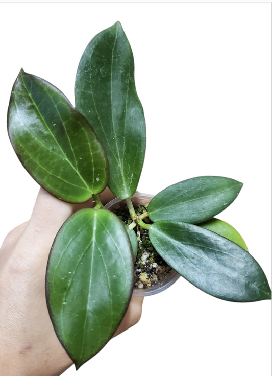 H. sanguine