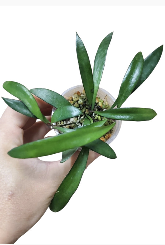 H. sp. pola