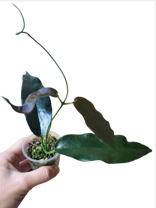 H. Kaimuki