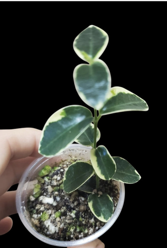 H. cummingiana albo