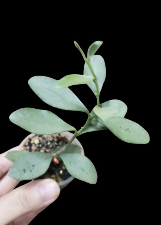 H. nummularioides silver