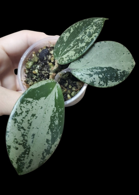 H. Parasitica heart leaves silver