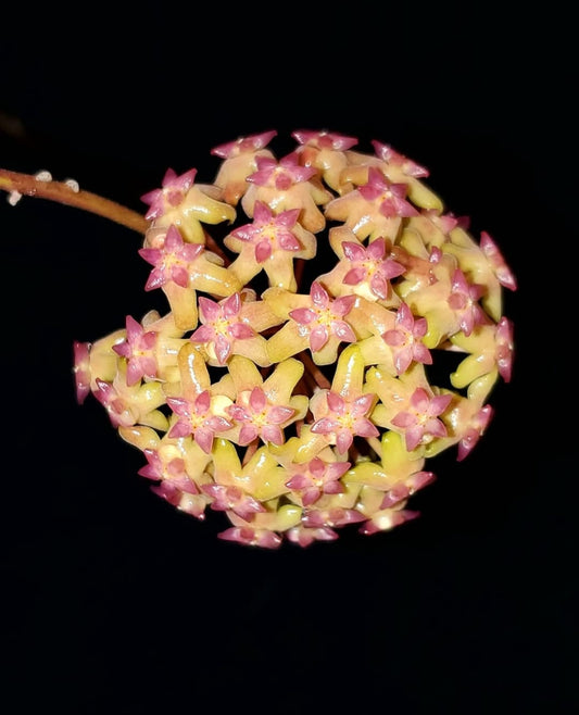H. fusco marginata