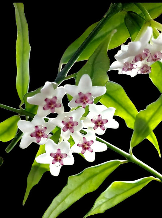 H. paxtonii