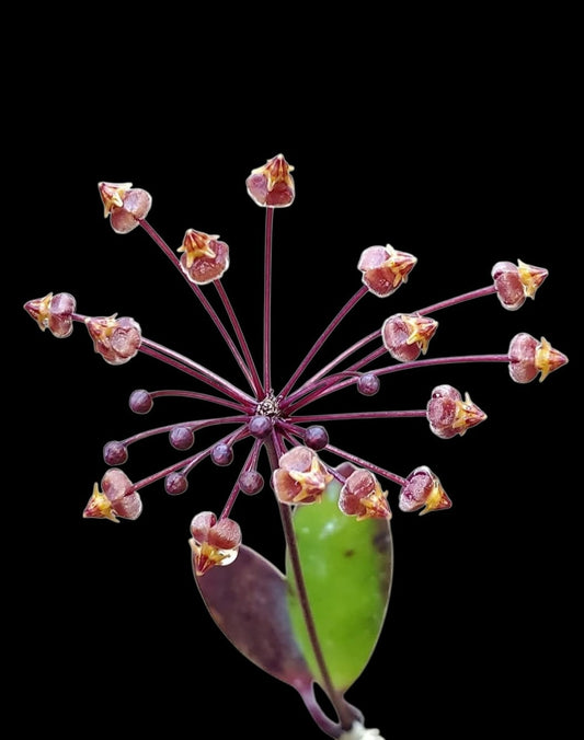 H. loheri
