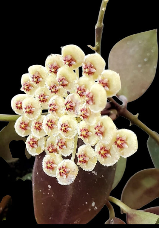 H. walliniana
