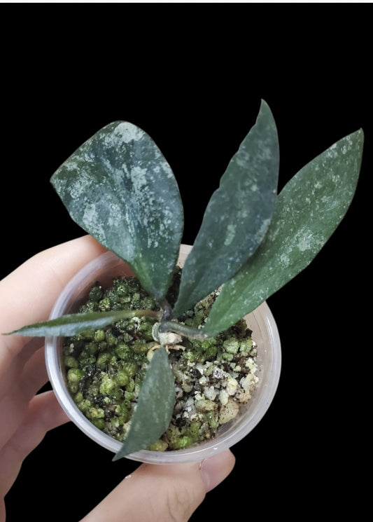 H. flagellata splash