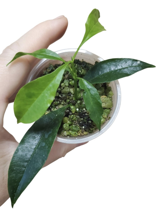 H. irisae