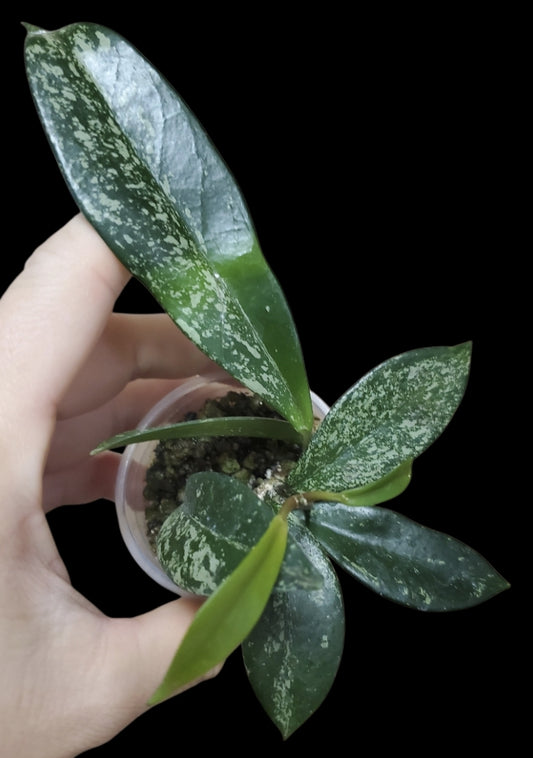 H. pubicalyx splash