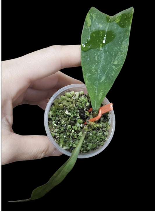 H. estrellaensis splash