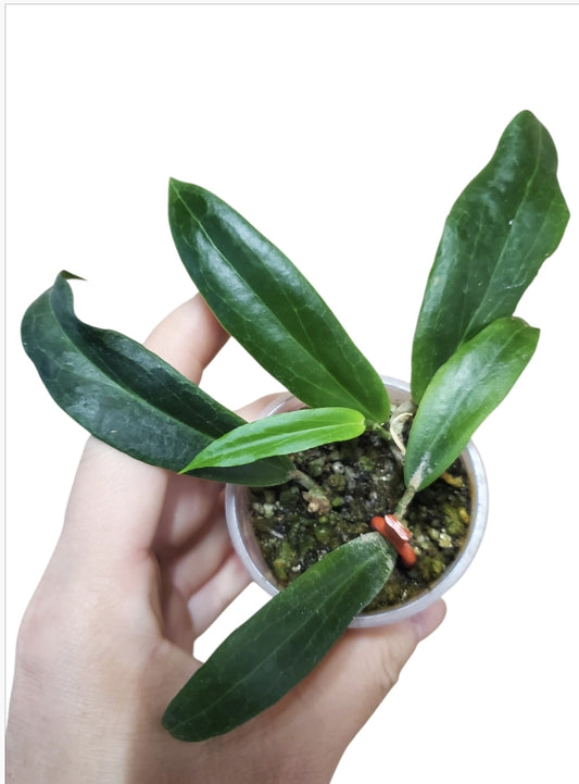 H. blashernaezii