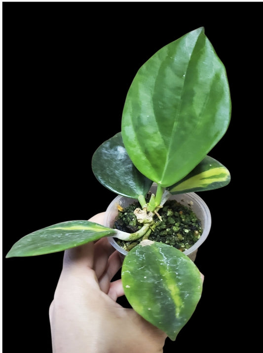 H. pachylada inner var reverted