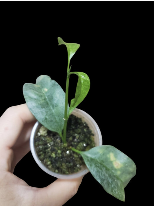 H. multiflora wonderphil