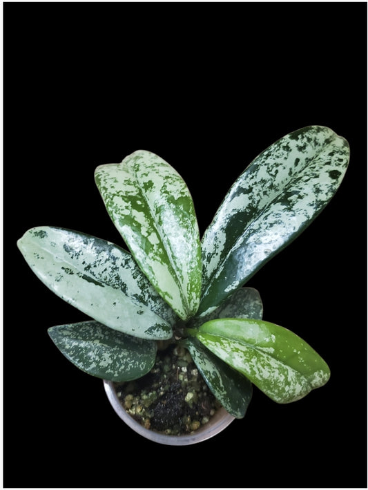 H. carnosa Taiwan pink splash