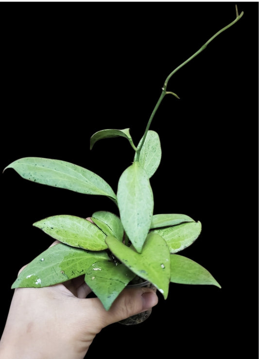 H. nicholsonii NGG