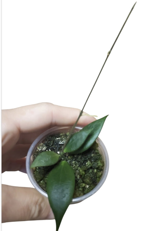 H. microstemma