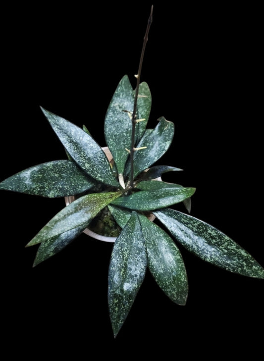 H. parviflora splash