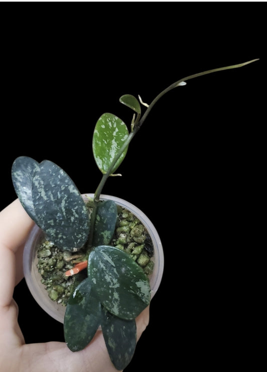 H. Lima splash