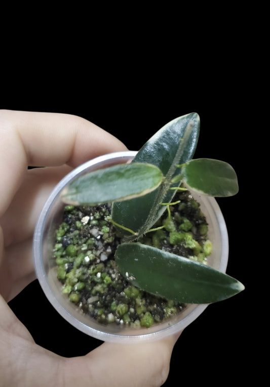 H. lyi prism