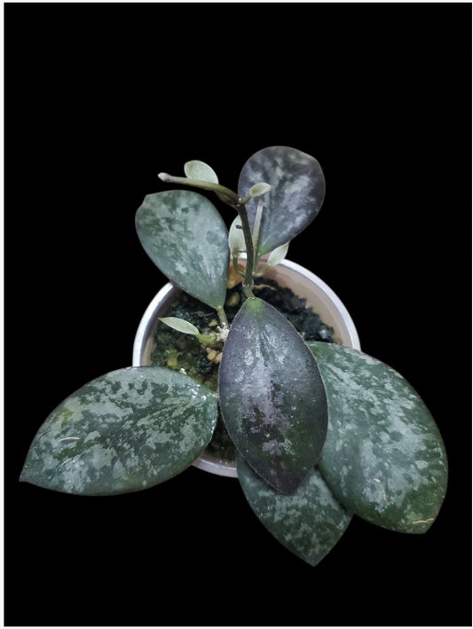 H. sp. Indonesia splash