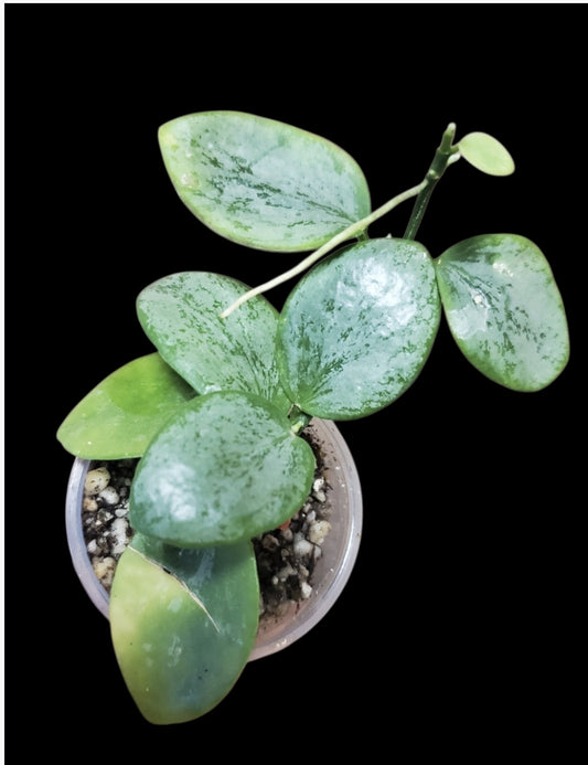 H. biakensis