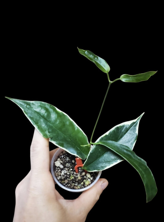 H. kennejiana albo