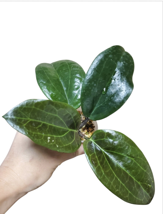 H. surigaoensis