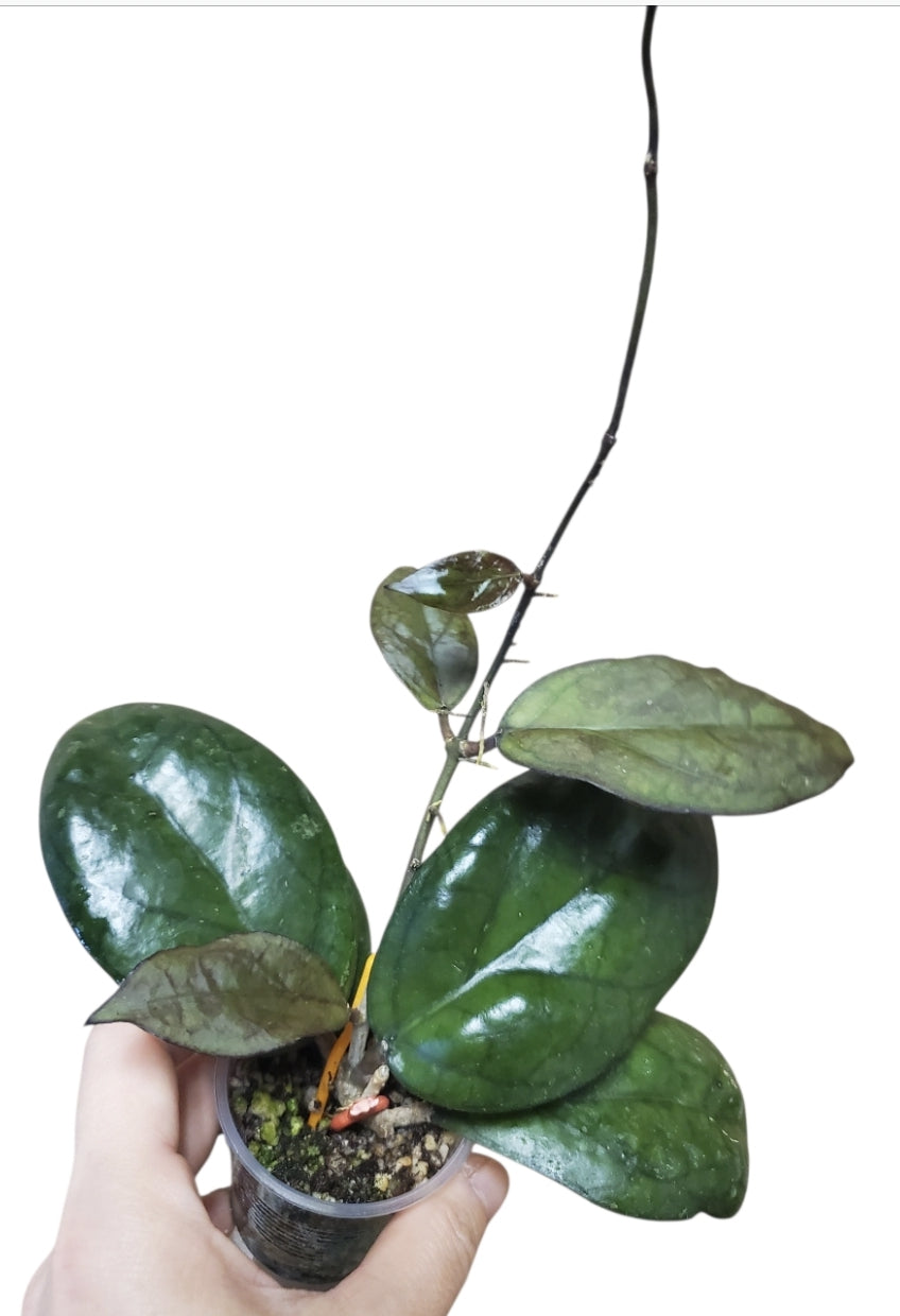 H. puom siam rubi