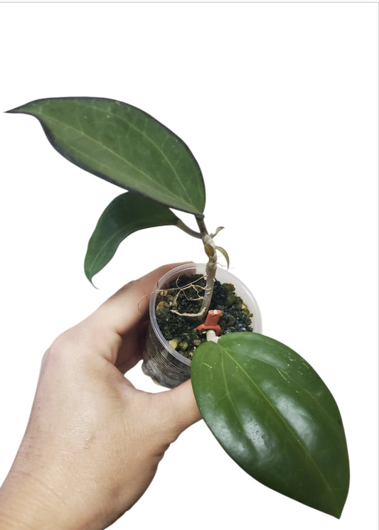 H. icensis
