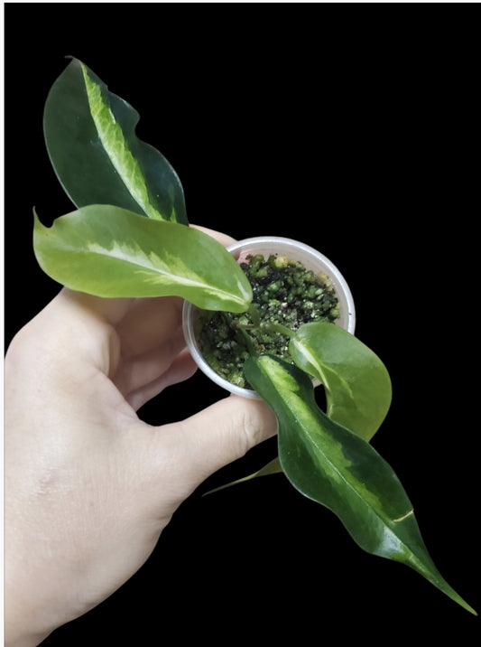 H. Kenejiana inner var
