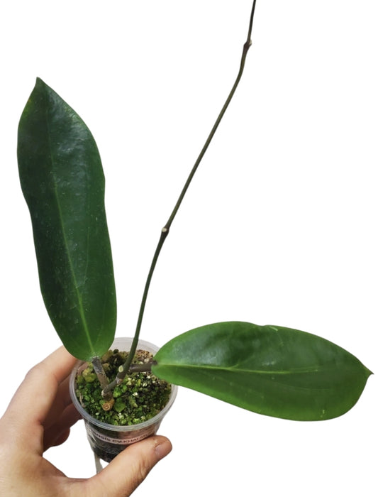 H. benguetensis cv khaimuk