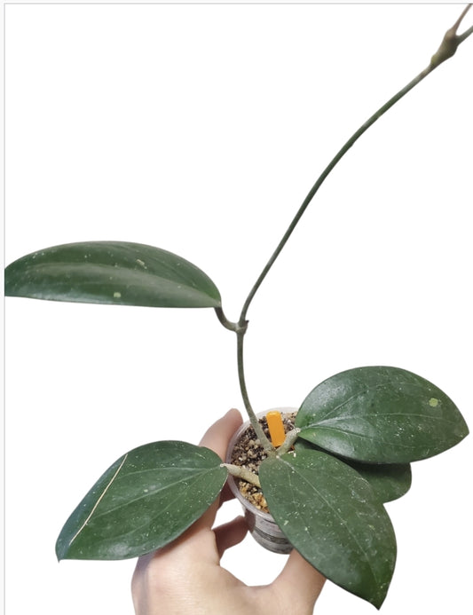 H. Jennifer x erythrina