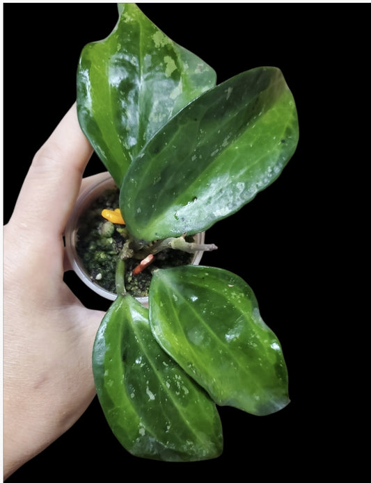 H. macrophylla baibua