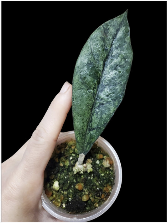 H. sp. Bahoi