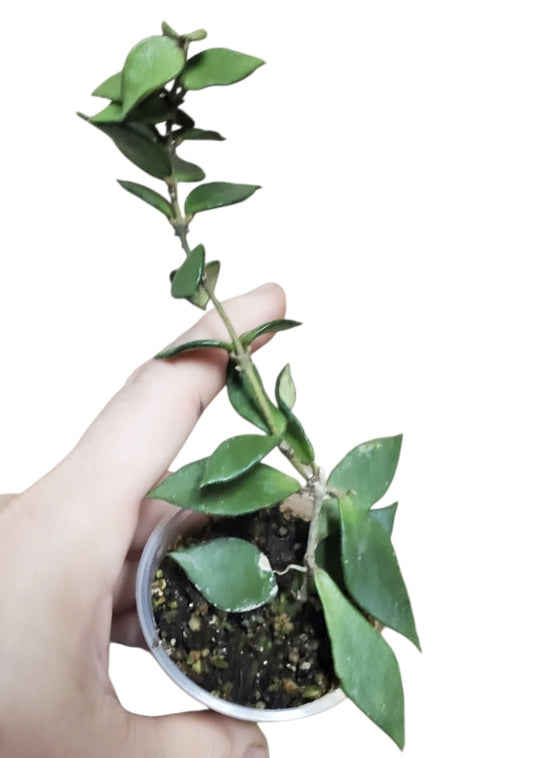 H. bakoensis