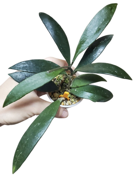 H. micrantha
