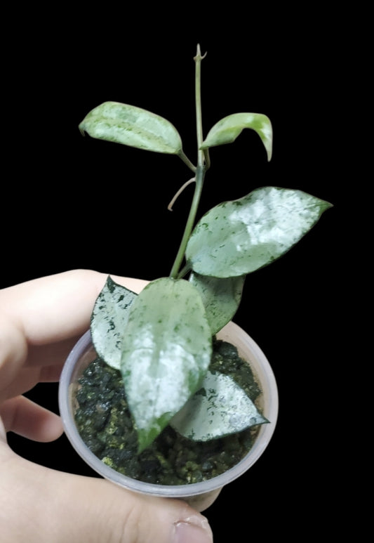 H. lacunosa green edge silver