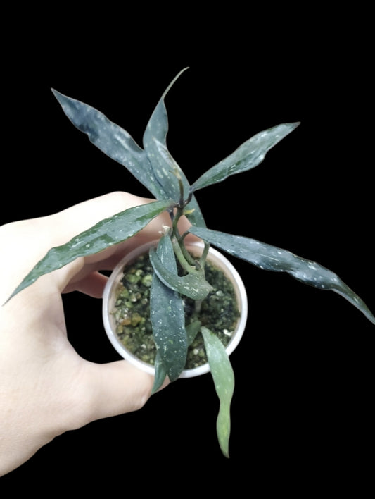 H. mirabilis