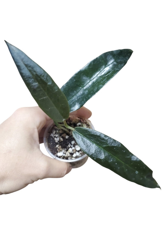 H. archboldiana pink
