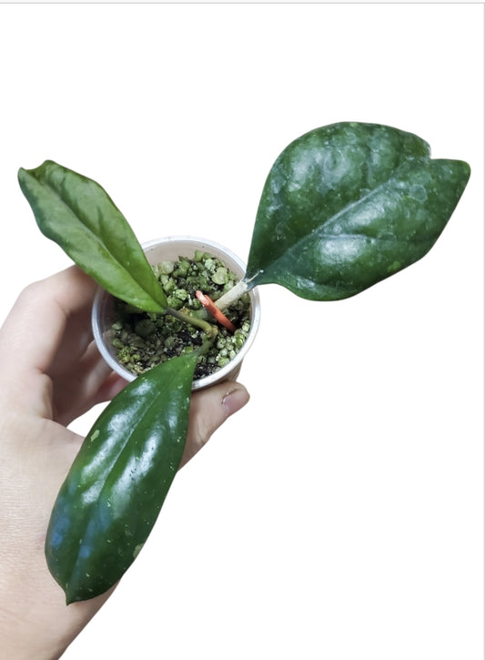 H. viola