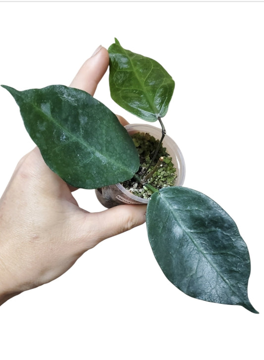 H. melagaster